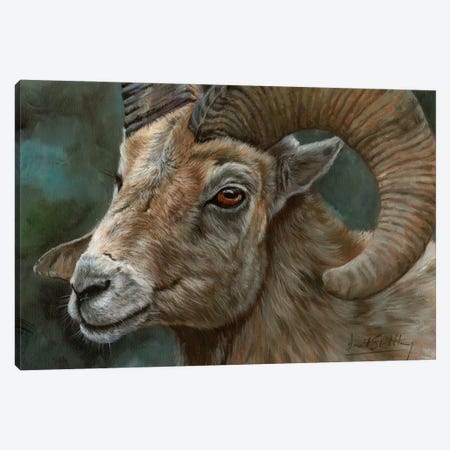 Portrait Of A Bighorn Sheep Canvas Print #STG250} by David Stribbling Canvas Artwork