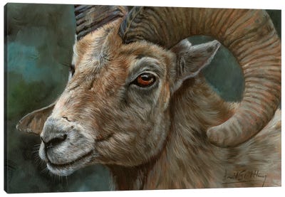 Portrait Of A Bighorn Sheep Canvas Art Print - David Stribbling