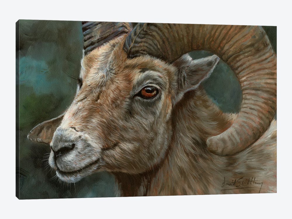 Portrait Of A Bighorn Sheep by David Stribbling 1-piece Canvas Print