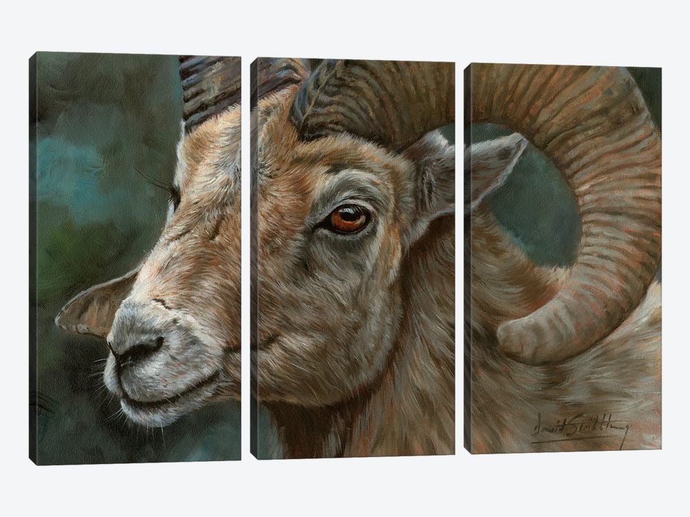 Portrait Of A Bighorn Sheep by David Stribbling 3-piece Canvas Print