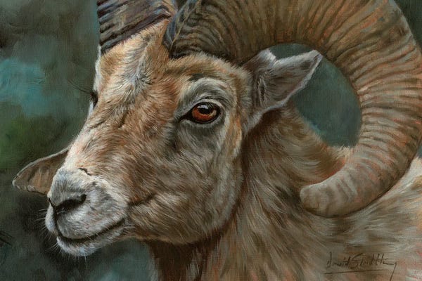 Sheep: Portrait Of A Bighorn Sheep by David Stribbling