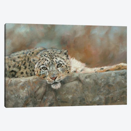 Snow Leopard Repose Canvas Print #STG251} by David Stribbling Canvas Art