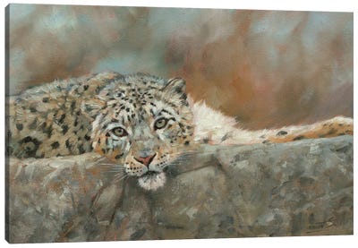 Snow Leopard Repose Canvas Art Print - David Stribbling