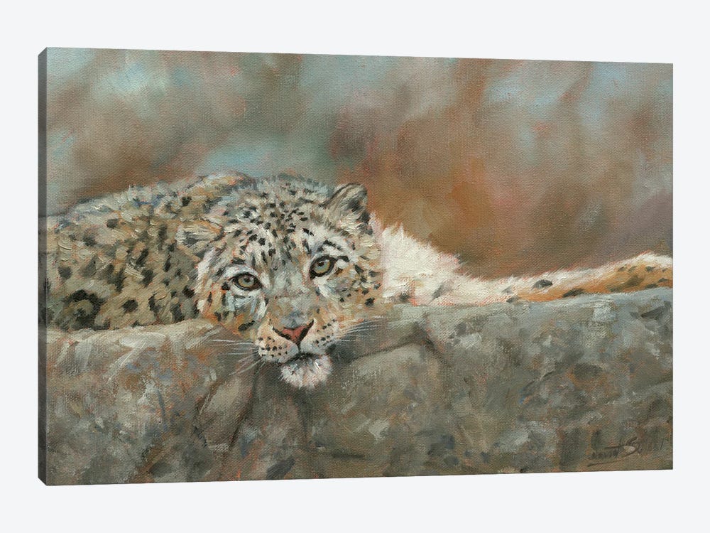 Snow Leopard Repose by David Stribbling 1-piece Canvas Wall Art