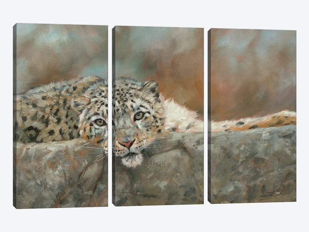 Snow Leopard Repose by David Stribbling 3-piece Canvas Wall Art