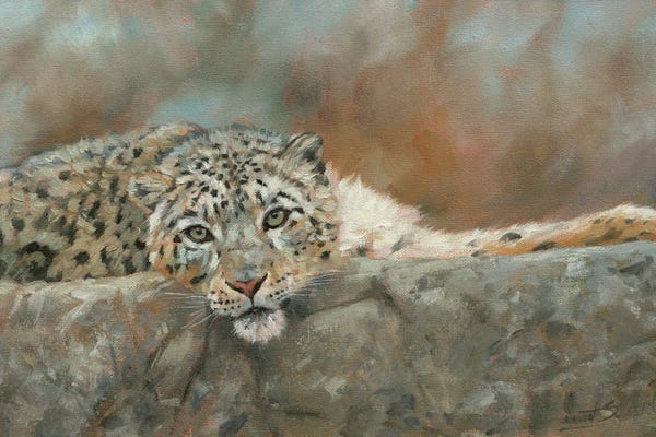 Leopards: Snow Leopard Repose by David Stribbling