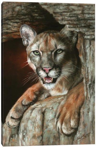 Cougar Among Rocks Canvas Art Print - Rock Art