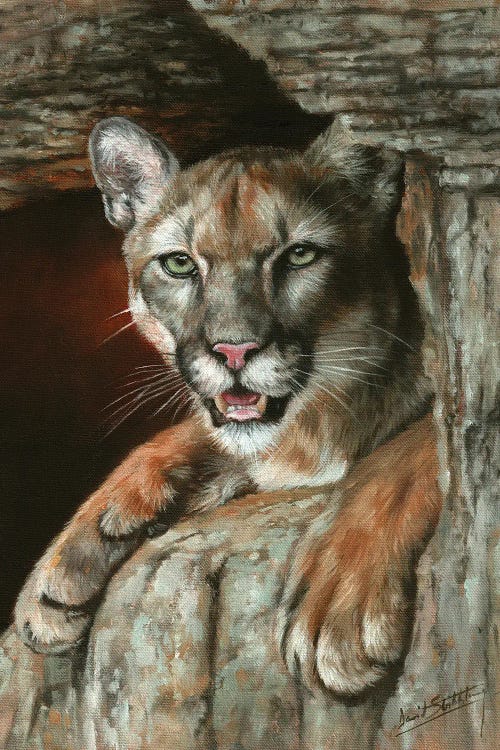 Cougar Among Rocks