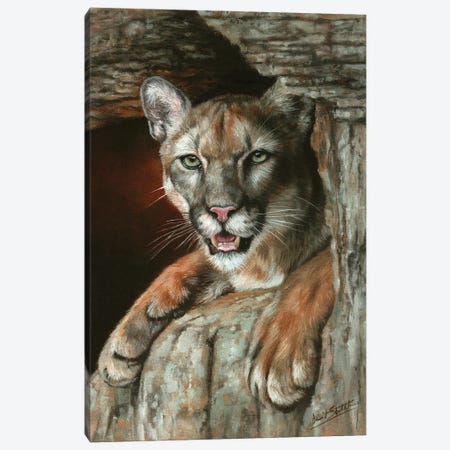 Cougar Among Rocks Canvas Print #STG252} by David Stribbling Canvas Artwork