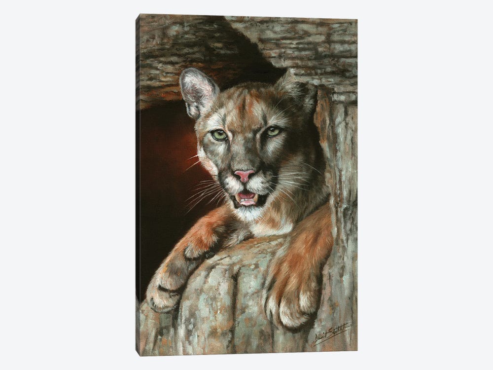 Cougar Among Rocks by David Stribbling 1-piece Canvas Art Print