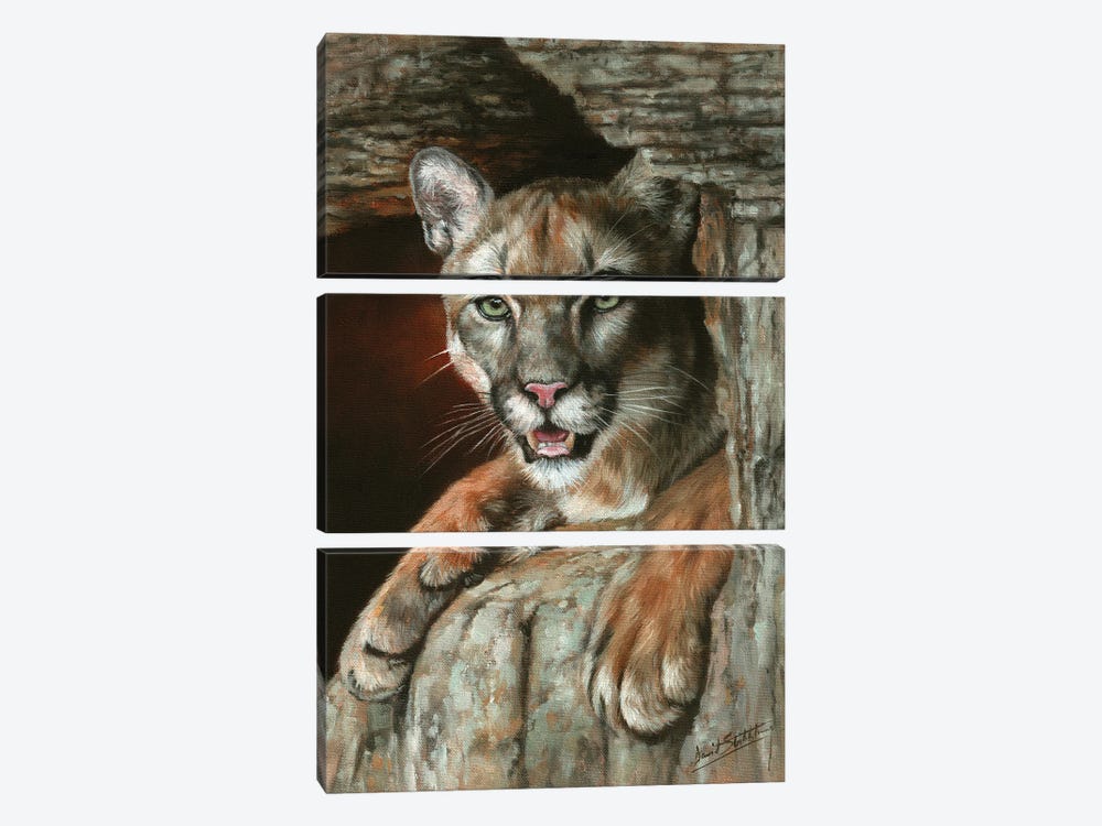 Cougar Among Rocks by David Stribbling 3-piece Art Print