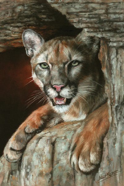 Cougars: Cougar Among Rocks by David Stribbling
