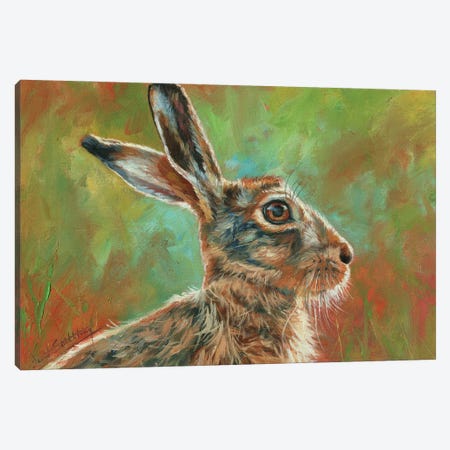 Brown Hare Canvas Print #STG253} by David Stribbling Canvas Art