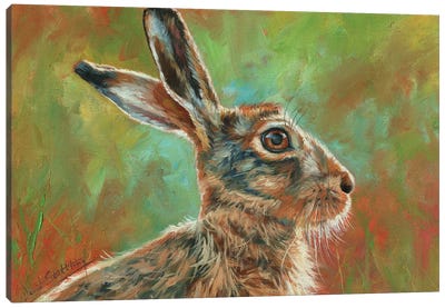Brown Hare Canvas Art Print - David Stribbling