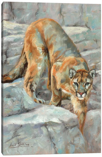 Mountain Lion High Sierra Canvas Art Print - Rock Art