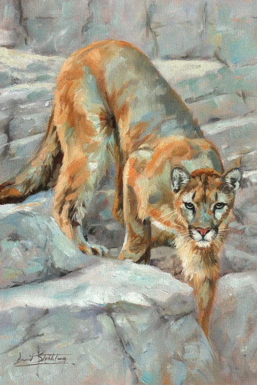 Mountain Lion High Sierra