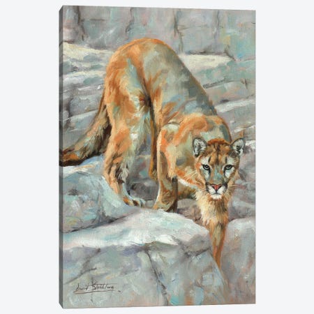 Mountain Lion High Sierra Canvas Print #STG254} by David Stribbling Canvas Art Print