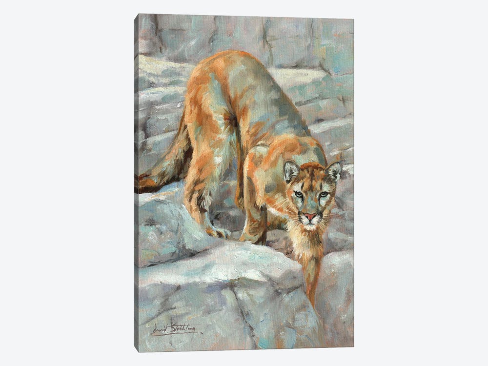 Mountain Lion High Sierra by David Stribbling 1-piece Canvas Art Print