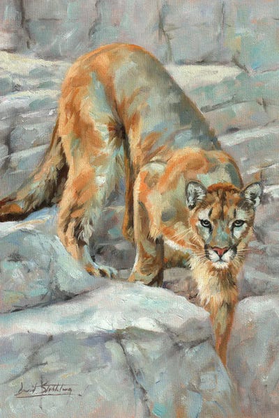 Cougars: Mountain Lion High Sierra by David Stribbling