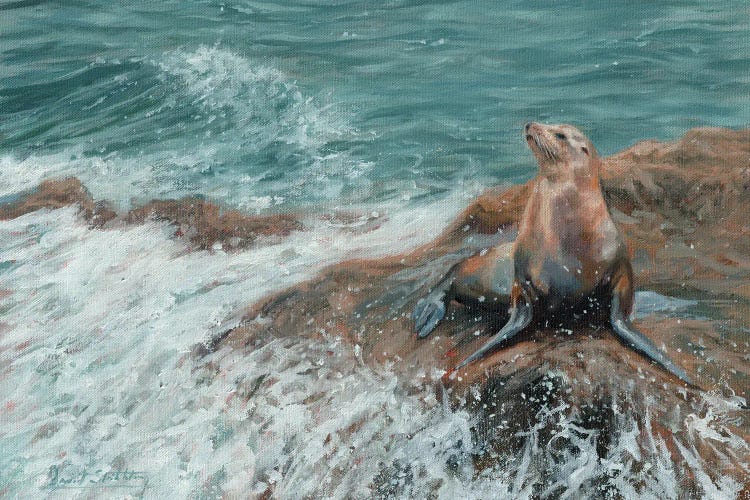 Californian Sea Lion by David Stribbling wall art