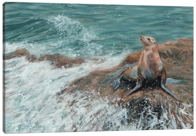 Californian Sea Lion Canvas Art Print - David Stribbling