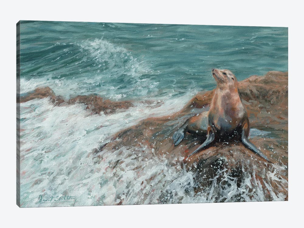 Californian Sea Lion by David Stribbling 1-piece Canvas Print