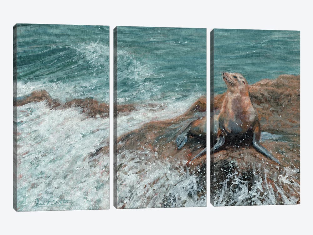Californian Sea Lion by David Stribbling 3-piece Canvas Art Print