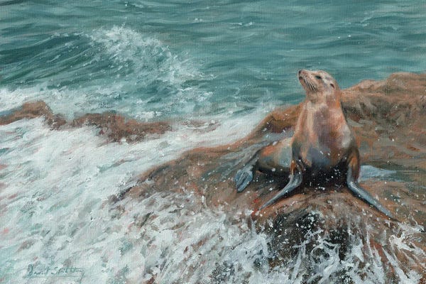 David Stribbling: Californian Sea Lion by David Stribbling
