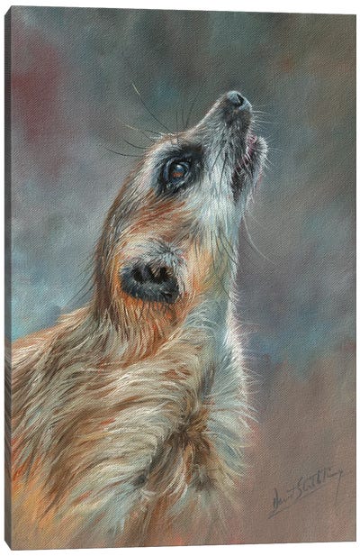 Meerkat Portrait Canvas Art Print - David Stribbling