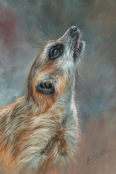 David Stribbling: Meerkat Portrait by David Stribbling
