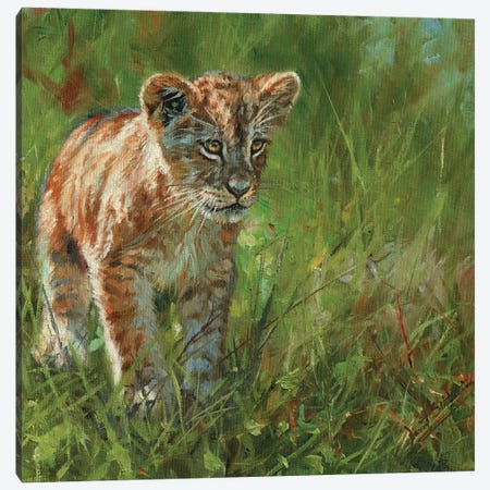 Lion Cub II Canvas Print #STG258} by David Stribbling Canvas Artwork