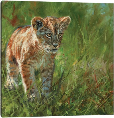 Lion Cub II Canvas Art Print - David Stribbling