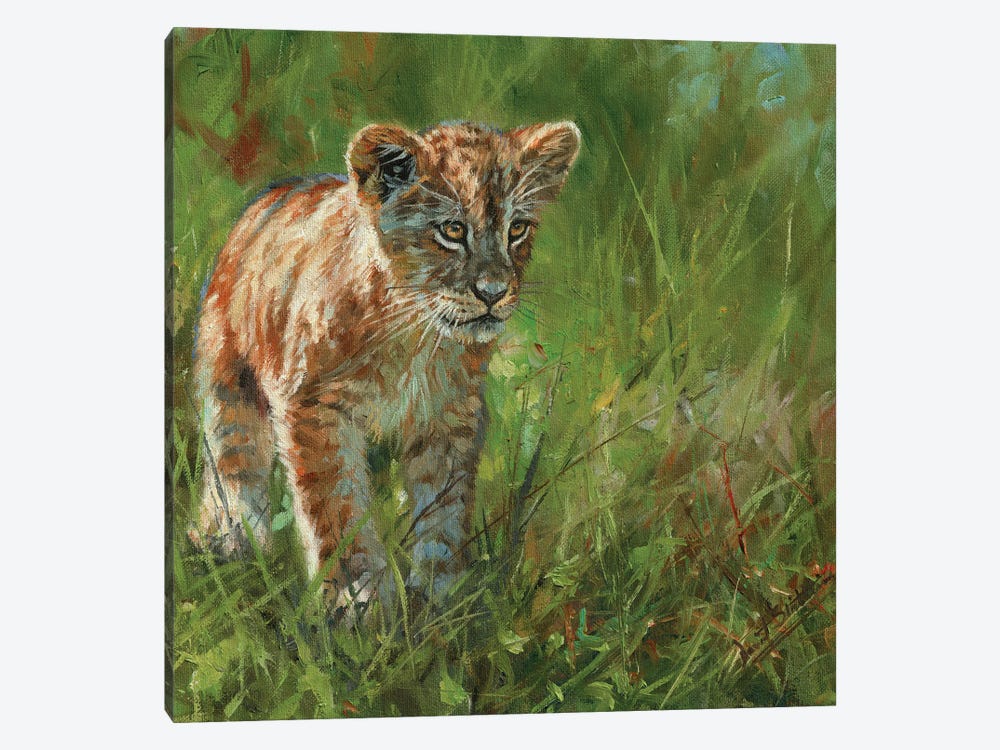 Lion Cub II by David Stribbling 1-piece Canvas Print