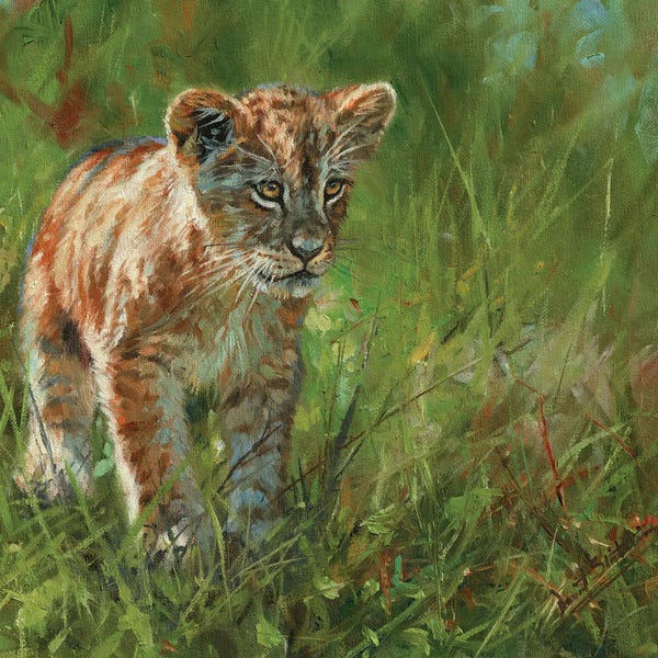 David Stribbling: Lion Cub II by David Stribbling