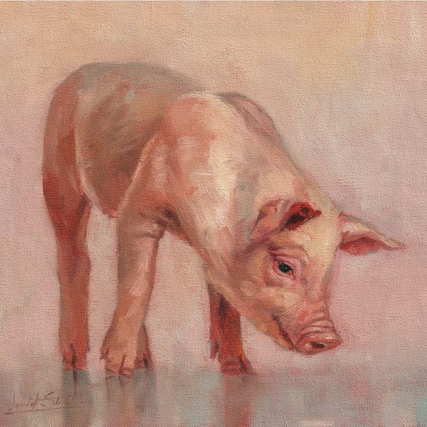Pigs: Piglet by David Stribbling