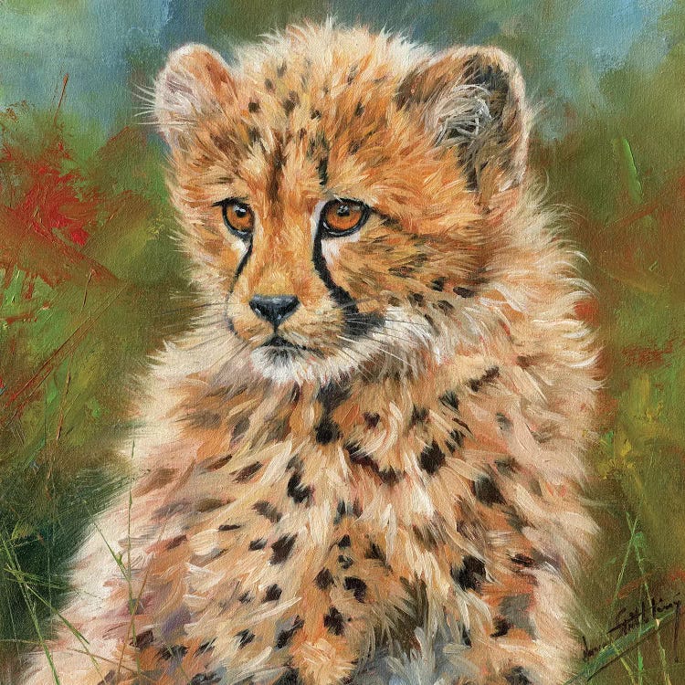 Cheetah Cub Portrait