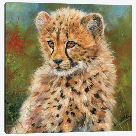 Cheetah Cub Portrait Canvas Print #STG25} by David Stribbling Canvas Print