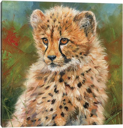 Cheetah Cub Portrait Canvas Art Print - David Stribbling