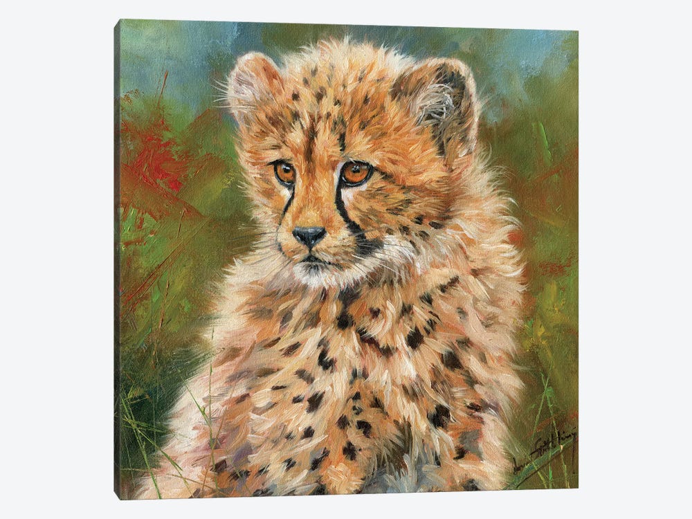 Cheetah Cub Portrait by David Stribbling 1-piece Canvas Art