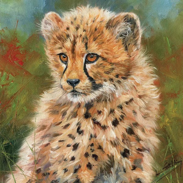 Cheetahs: Cheetah Cub Portrait by David Stribbling