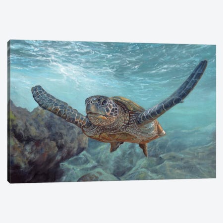Sea Diver Canvas Print #STG260} by David Stribbling Art Print