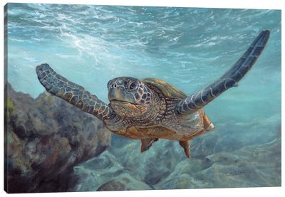 Sea Diver Canvas Art Print - Turtle Art