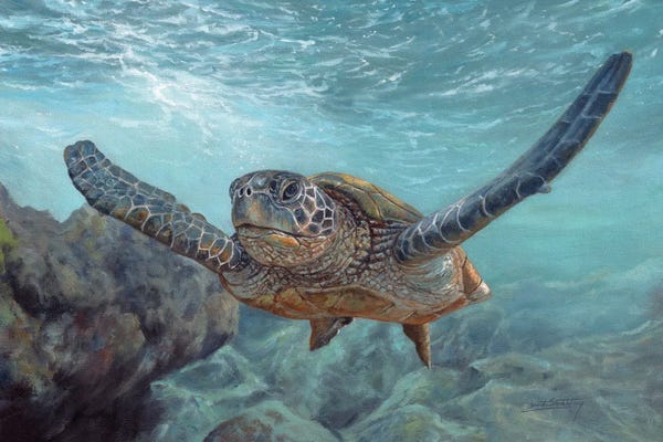 Turtles: Sea Diver by David Stribbling