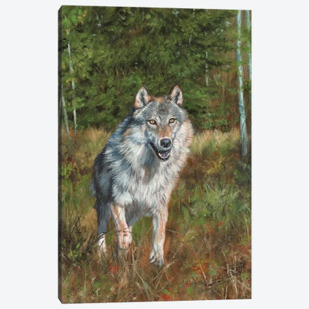 Wolf Running Canvas Print #STG261} by David Stribbling Art Print