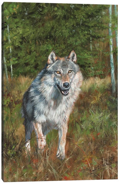 Wolf Running Canvas Art Print - David Stribbling