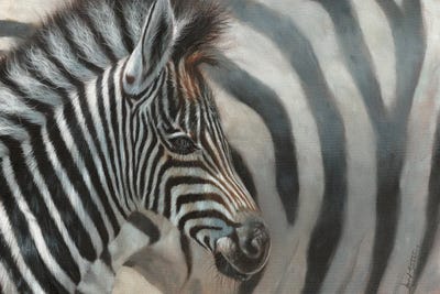 Zebra Foal by David Stribbling art print
