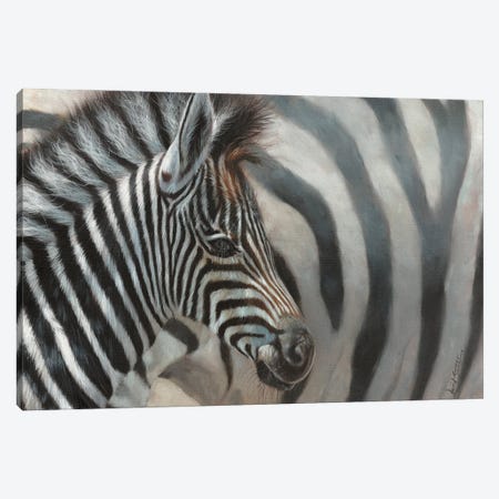 Zebra Foal Canvas Print #STG262} by David Stribbling Canvas Print