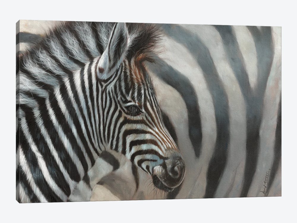 Zebra Foal by David Stribbling 1-piece Canvas Artwork