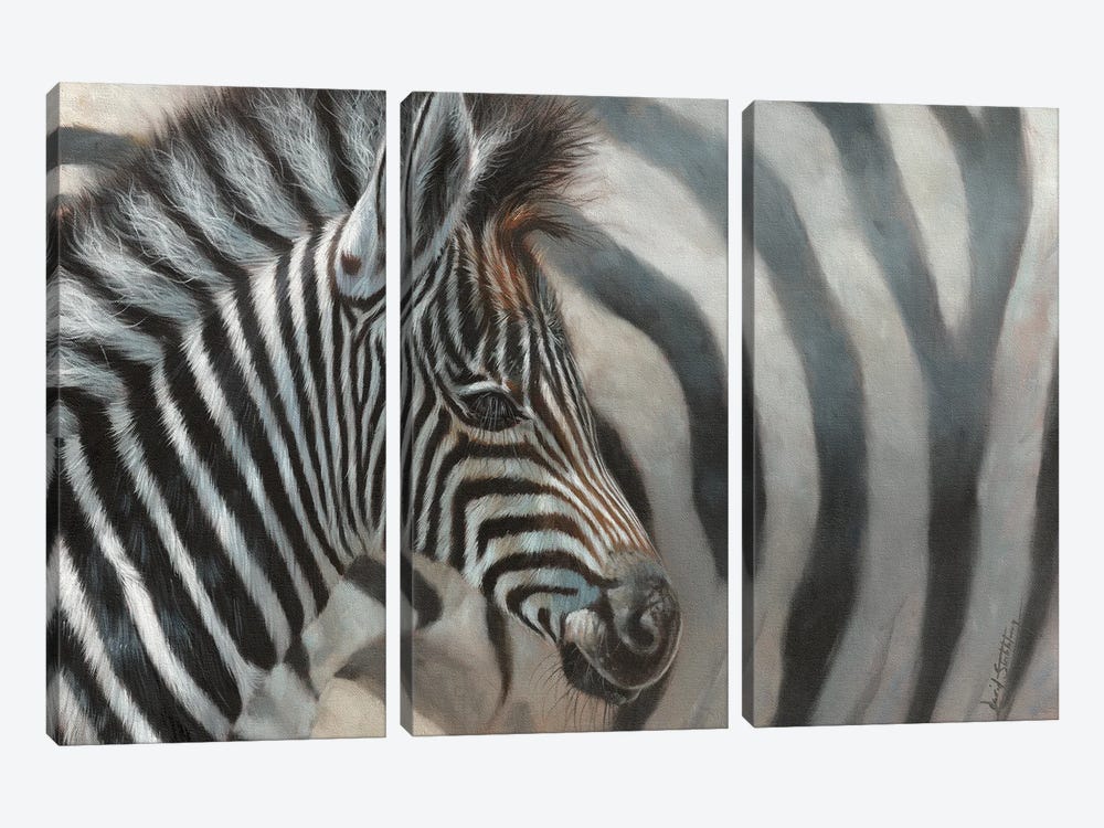 Zebra Foal by David Stribbling 3-piece Canvas Artwork