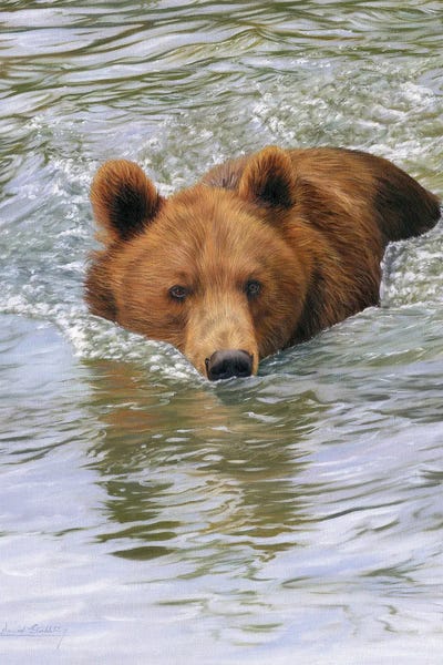 Brown Bear In Water by David Stribbling art print